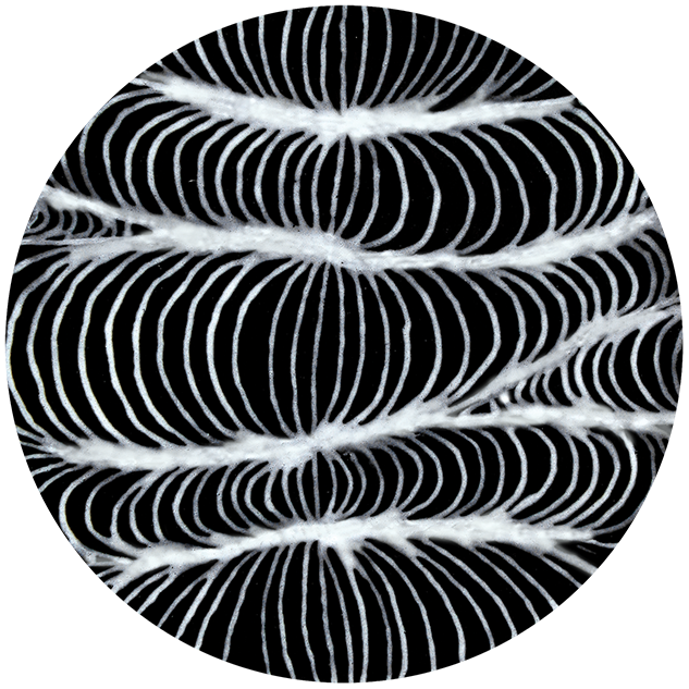 Mayco Glaze SG-402 Designer Liner White (1.25 fl oz)